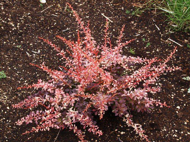 Dřišťál Thunbergův 'Pink Attraction' - Berberis thunbergii 'Pink Attraction'