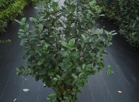 Temnoplodec, arónie černoplodá - Aronia melanocarpa