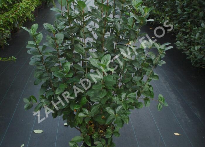 Temnoplodec černoplodý - Aronia melanocarpa