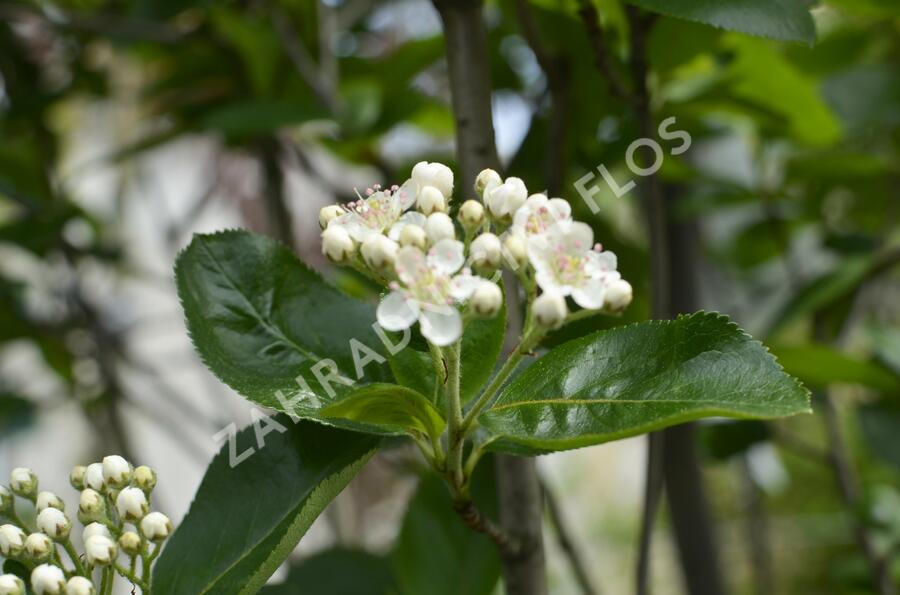 Temnoplodec černoplodý - Aronia melanocarpa