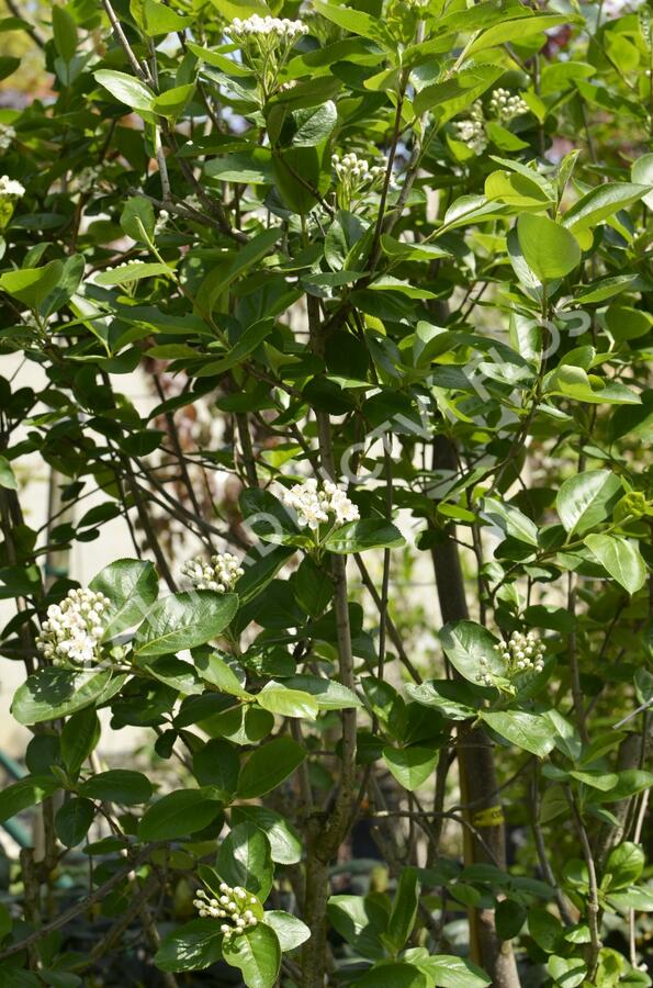 Temnoplodec černoplodý - Aronia melanocarpa