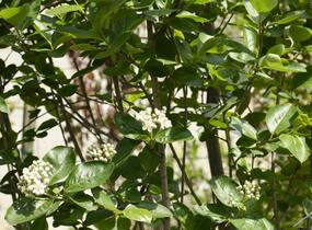 Temnoplodec, arónie černoplodá - Aronia melanocarpa