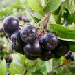 Temnoplodec černoplodý - Aronia melanocarpa