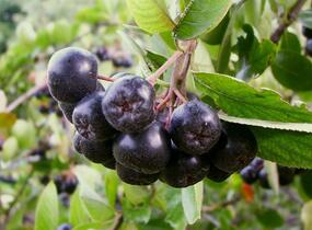 Temnoplodec, arónie černoplodá - Aronia melanocarpa
