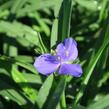 Podeňka Andersonova 'Blau' - Tradescantia andersoniana 'Blau'