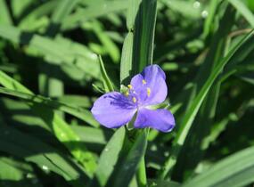 Podeňka Andersonova 'Blau' - Tradescantia andersoniana 'Blau'