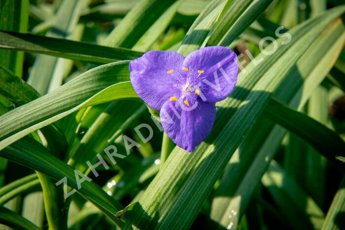 Podeňka Andersonova 'Blau' - Tradescantia andersoniana 'Blau'