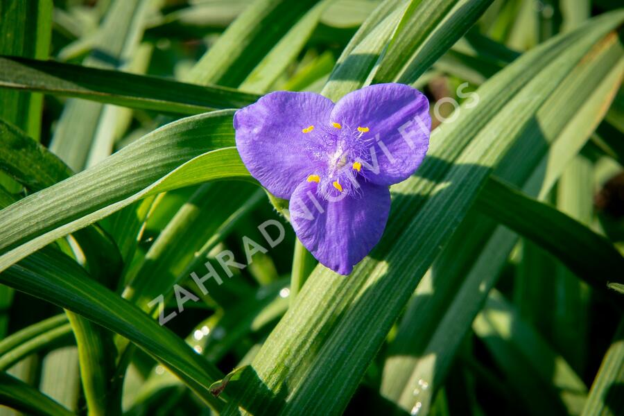 Podeňka Andersonova 'Blau' - Tradescantia andersoniana 'Blau'