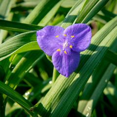 Podeňka Andersonova 'Blau' - Tradescantia andersoniana 'Blau'