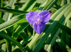 Podeňka Andersonova 'Blau' - Tradescantia andersoniana 'Blau'