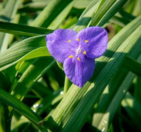 Podeňka Andersonova 'Blau' - Tradescantia andersoniana 'Blau'