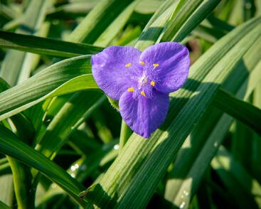 Podeňka Andersonova 'Blau'