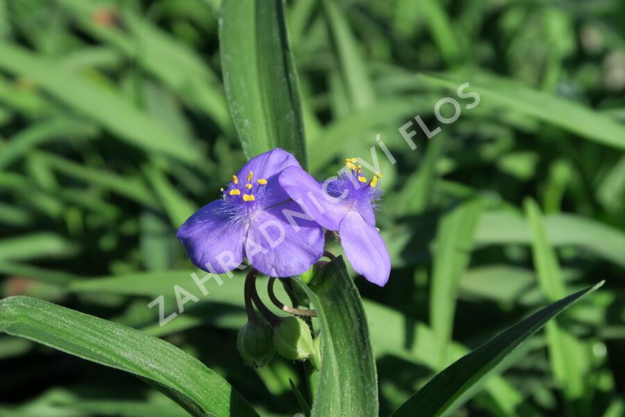 Podeňka Andersonova 'Blau' - Tradescantia andersoniana 'Blau'