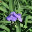 Podeňka Andersonova 'Blau' - Tradescantia andersoniana 'Blau'