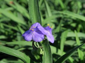 Podeňka Andersonova 'Blau' - Tradescantia andersoniana 'Blau'