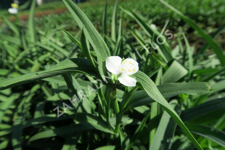 Podeňka Andersonova 'Blanca' - Tradescantia andersoniana 'Blanca'