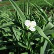 Podeňka Andersonova 'Blanca' - Tradescantia andersoniana 'Blanca'