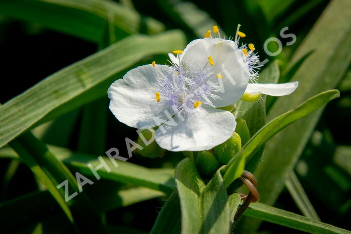 Podeňka Andersonova 'Blanca' - Tradescantia andersoniana 'Blanca'