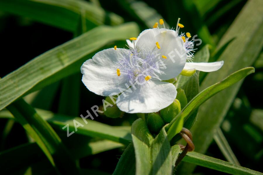 Podeňka Andersonova 'Blanca' - Tradescantia andersoniana 'Blanca'