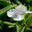 Podeňka Andersonova 'Blanca' - Tradescantia andersoniana 'Blanca'