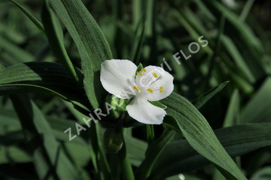 Podeňka Andersonova 'Blanca' - Tradescantia andersoniana 'Blanca'