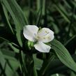 Podeňka Andersonova 'Blanca' - Tradescantia andersoniana 'Blanca'