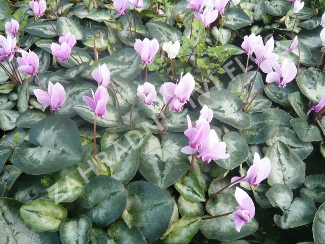 Brambořík břečťanolistý 'Silver Me Pink' - Cyclamen hederifolium 'Silver Me Pink'