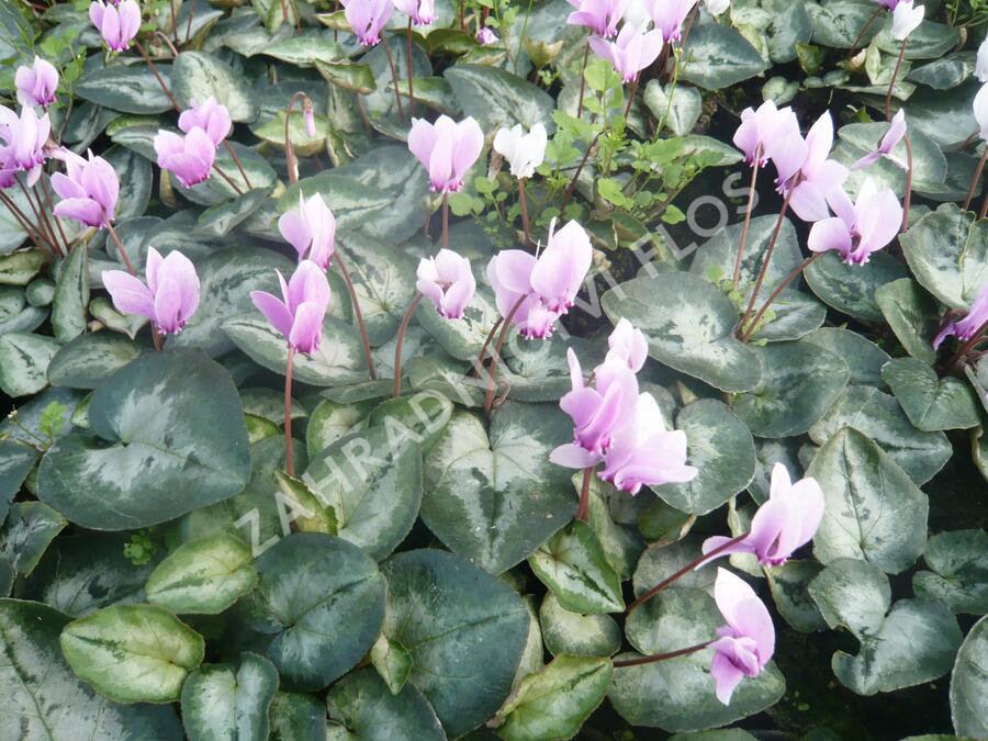 Brambořík břečťanolistý 'Silver Me Pink' - Cyclamen hederifolium 'Silver Me Pink'