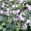 Brambořík břečťanolistý 'Silver Me Pink' - Cyclamen hederifolium 'Silver Me Pink'