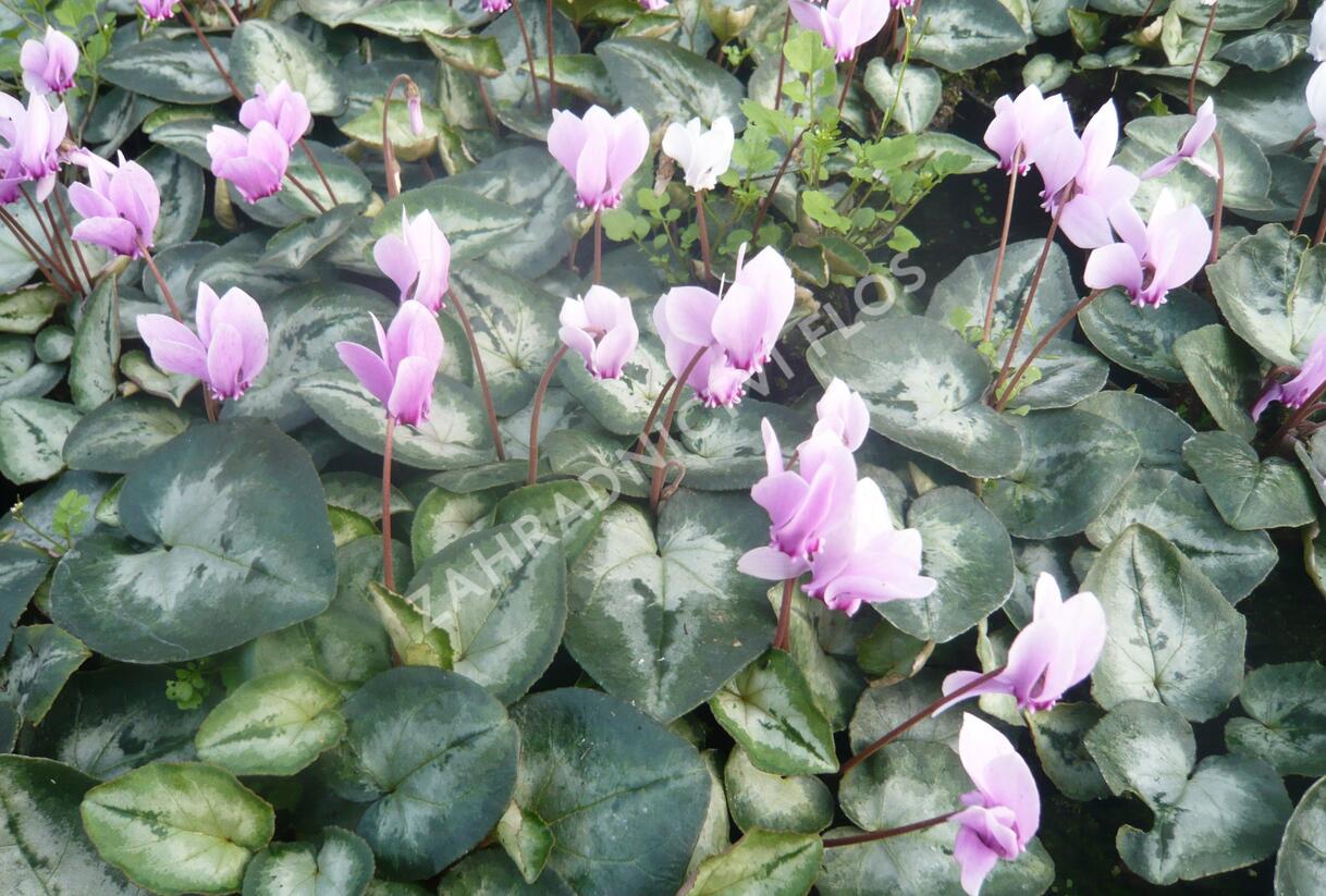 Brambořík břečťanolistý 'Silver Me Pink' - Cyclamen hederifolium 'Silver Me Pink'