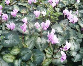 Brambořík břečťanolistý 'Silver Me Pink'