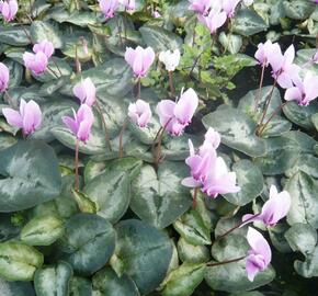 Brambořík břečťanolistý 'Silver Me Pink' - Cyclamen hederifolium 'Silver Me Pink'