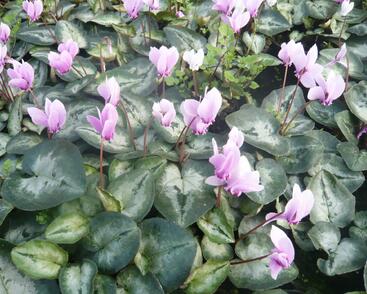 Brambořík břečťanolistý 'Silver Me Pink'