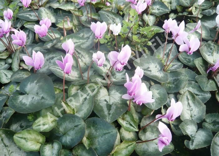 Brambořík břečťanolistý 'Silver Me Pink' - Cyclamen hederifolium 'Silver Me Pink'