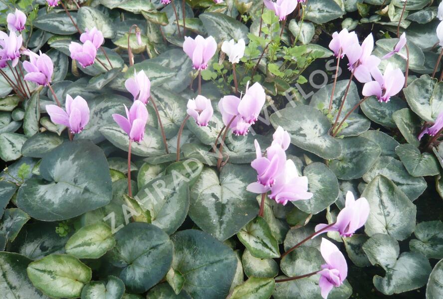Brambořík břečťanolistý 'Silver Me Pink' - Cyclamen hederifolium 'Silver Me Pink'