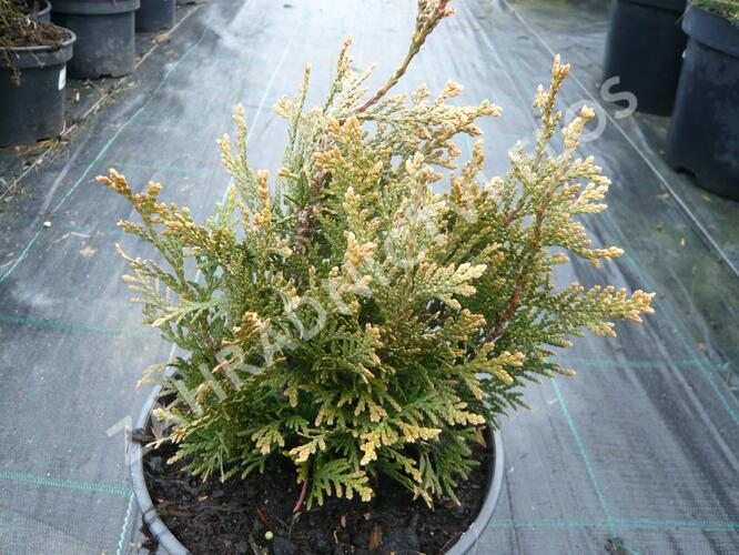 Zerav, túje řasnatá 'Little Boy' - Thuja plicata 'Little Boy'