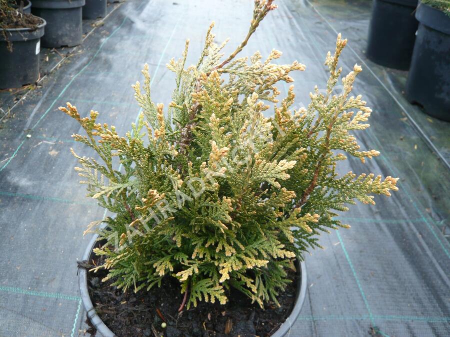 Zerav, túje řasnatá 'Little Boy' - Thuja plicata 'Little Boy'