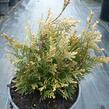 Zerav, túje řasnatá 'Little Boy' - Thuja plicata 'Little Boy'