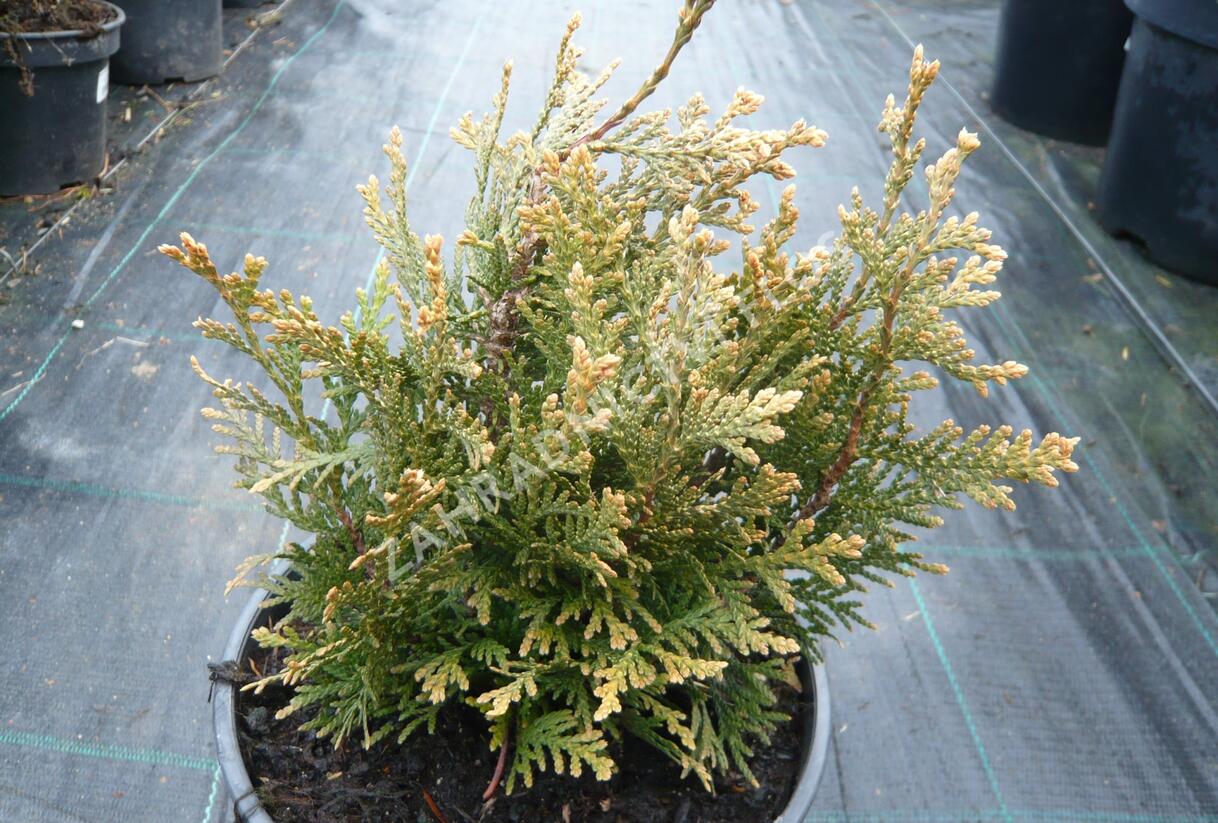 Túje obrovská, zerav řasnatý 'Little Boy' - Thuja plicata 'Little Boy'
