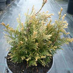 Zerav, túje řasnatá 'Little Boy' - Thuja plicata 'Little Boy'