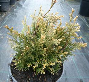 Zerav, túje řasnatá 'Little Boy' - Thuja plicata 'Little Boy'