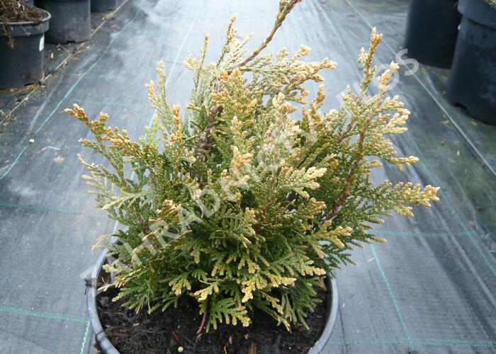 Zerav řasnatý 'Little Boy' - Thuja plicata 'Little Boy'