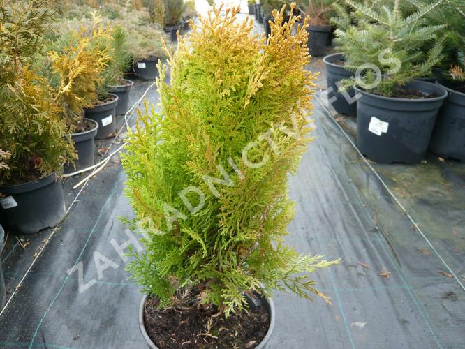 Zerav, túje východní 'Aurea Nana' - Thuja orientalis 'Aurea Nana'