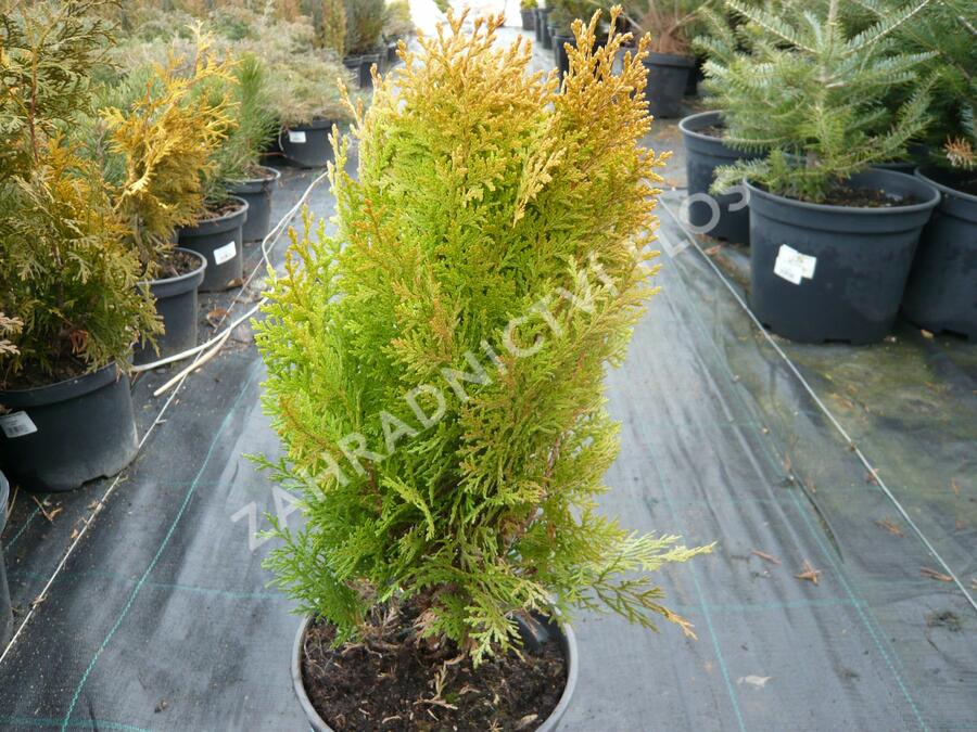 Zerav, túje východní 'Aurea Nana' - Thuja orientalis 'Aurea Nana'