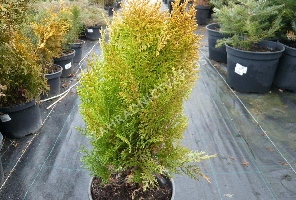 Túje, zerav východní 'Aurea Nana' - Thuja orientalis 'Aurea Nana'
