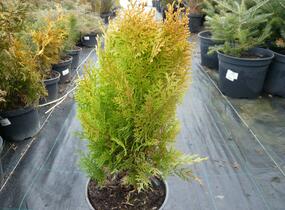 Túje, zerav východní 'Aurea Nana' - Thuja orientalis 'Aurea Nana'
