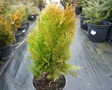 Túje, zerav východní 'Aurea Nana'