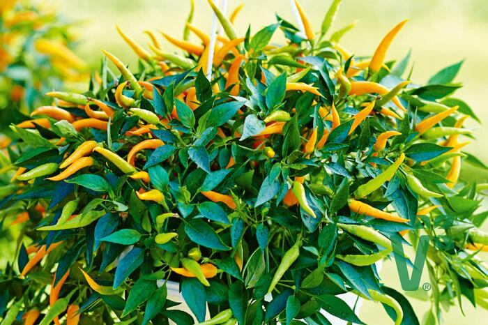 Paprika převislá 'Volante Mild Orange' F1 - Capsicum annuum 'Volante Mild Orange' F1