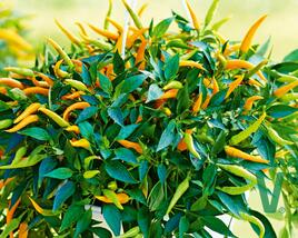 Paprika převislá 'Volante Mild Orange' F1