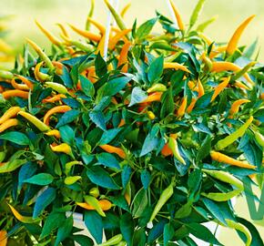 Paprika převislá 'Volante Mild Orange' F1 - Capsicum annuum 'Volante Mild Orange' F1